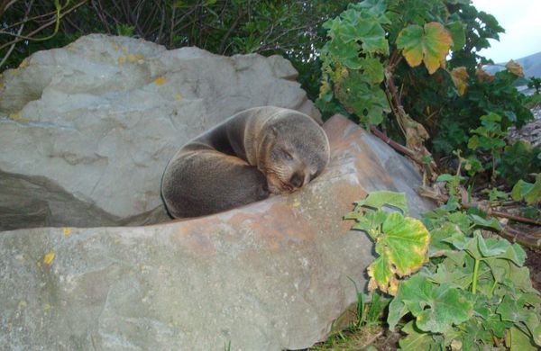 Baby Seal...cute