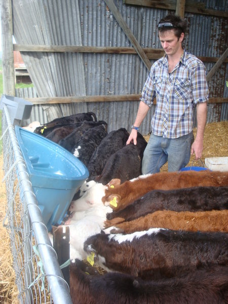 Tom feeding the calves