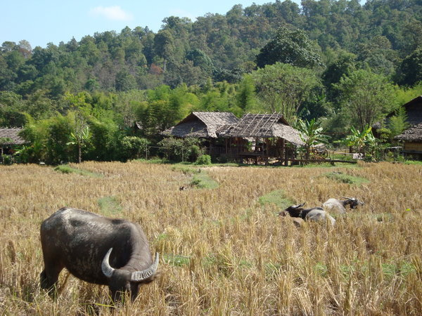 Hill tribe cows