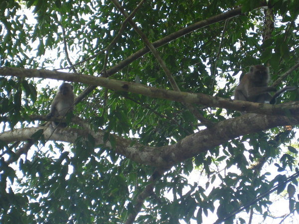 More monkeys