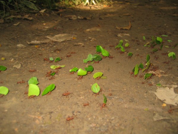 Leaf cutter ants......rad!