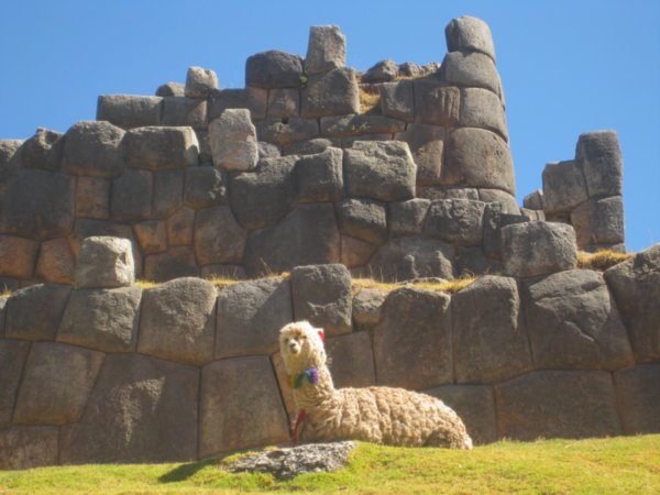 Llama at SacsayhuamÃ¡n