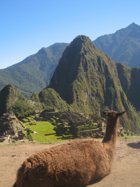 Llama staring at the ruins