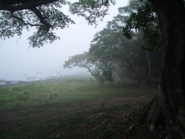 Morning in the Pantanal