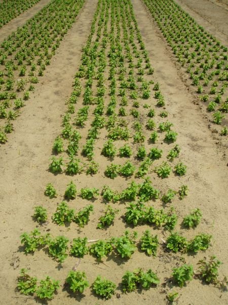 Rows Of Herbs