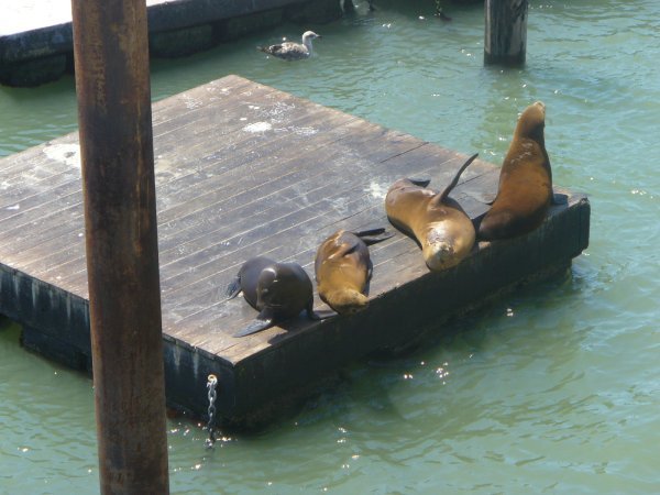 Lovely Seals