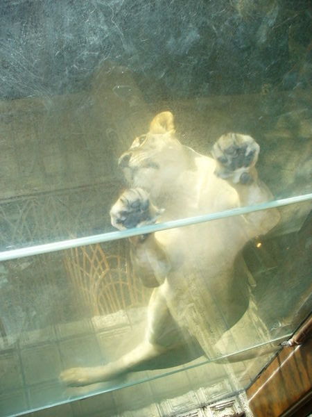 Real Lion at MGM