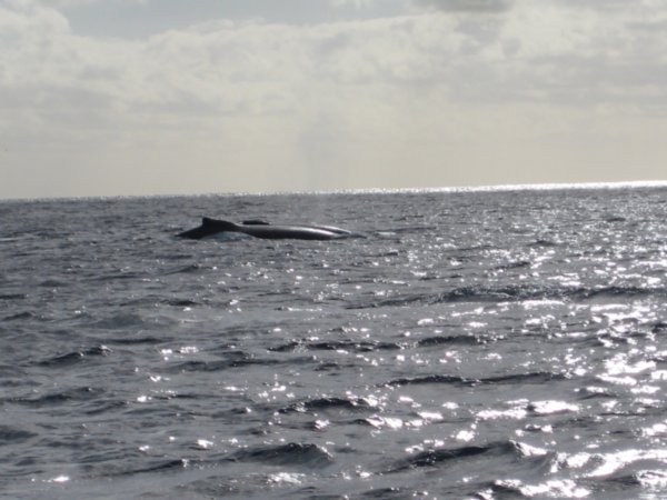 Two humpbacks cruising