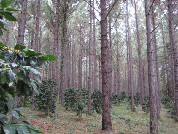 Royal Coffee plantation