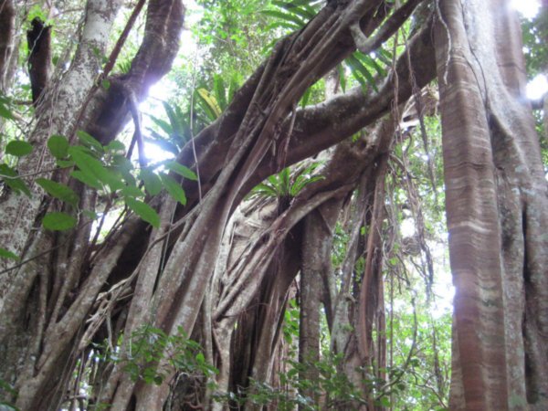 Giant Banyan Tree