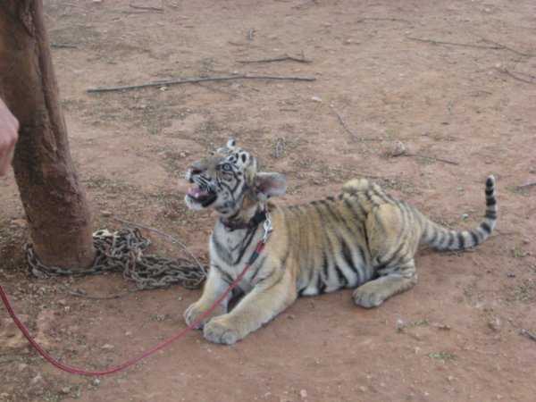 Tiger Cub, so cute