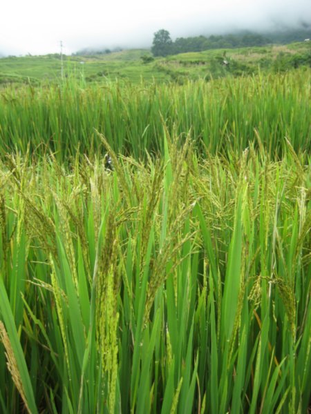 Rice flowering