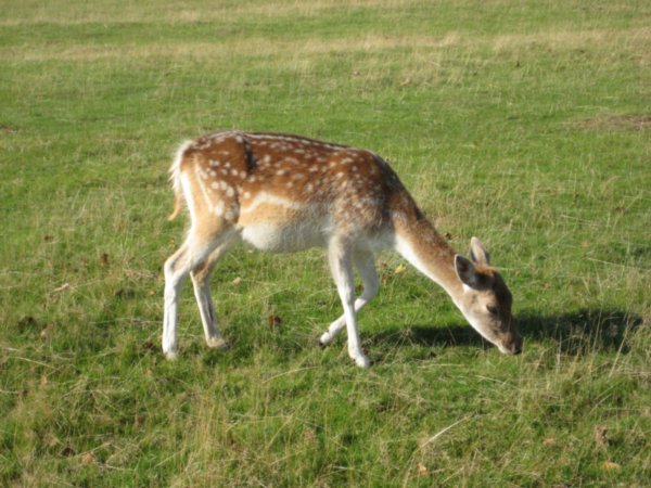 Bambi - Knoll Park, Seven Oakes