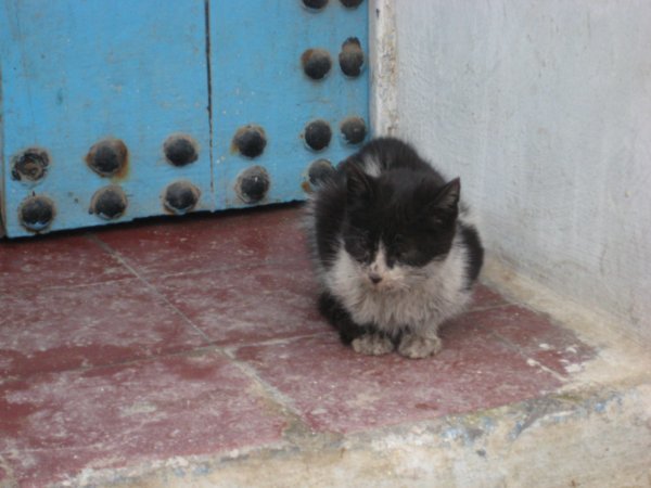 One of the many Moroccan cats