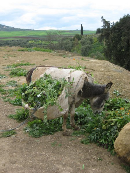 Donkey carrying some snacks