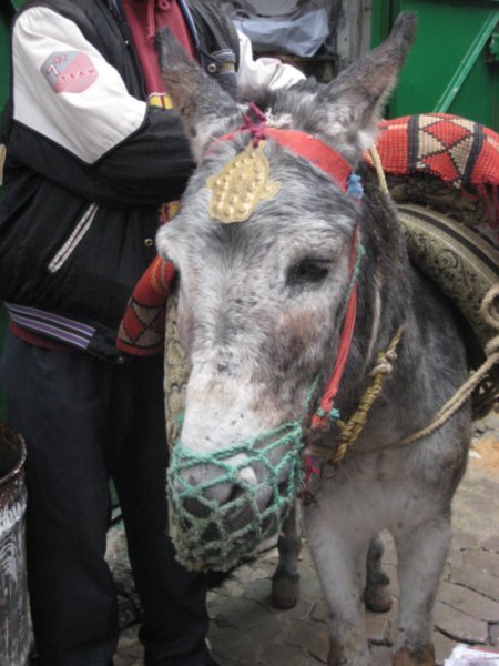 Donkey with Fatima's hand on forehead