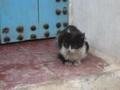 One of the many Moroccan cats