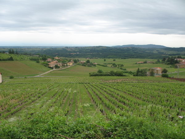 Wine Region