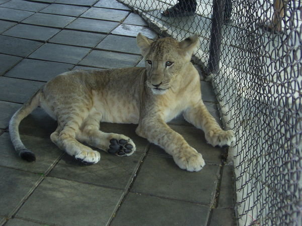 Baby lion, sooo cute!