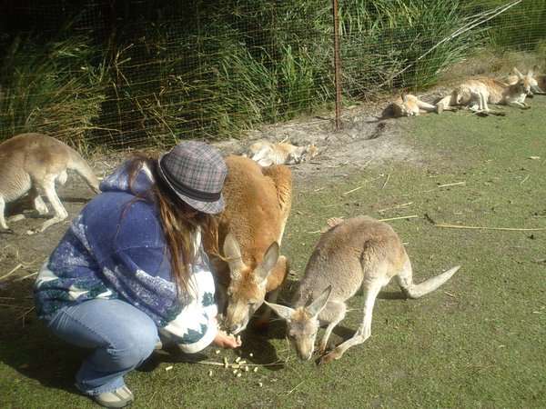 Me Feeding the Kangaroos