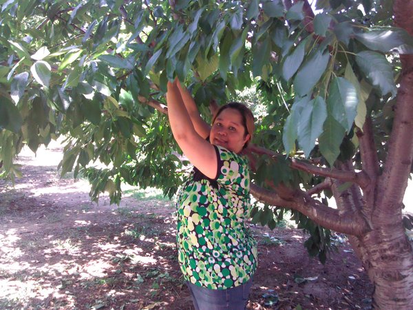 Picking Cherries at Seko Ranch