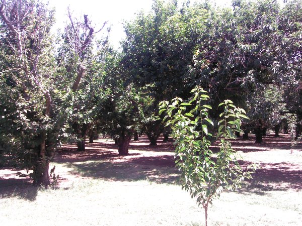 Cherry Trees at Seko Ranch