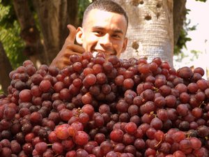 great grapes david panama