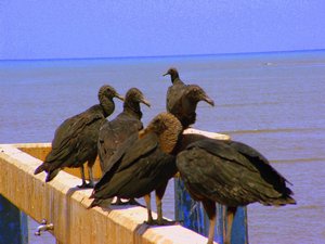 sea vultures panama