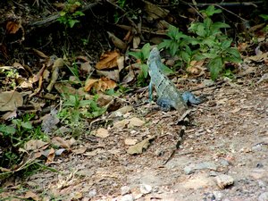 iguana c'rica
