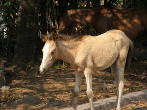 old pony or baby ometepe island lake nicaragua