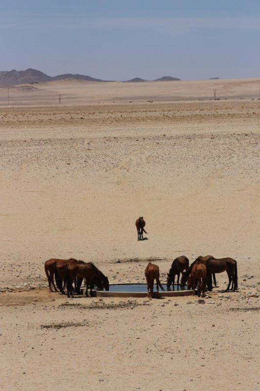 Namibian wild horses outside of Luderitz