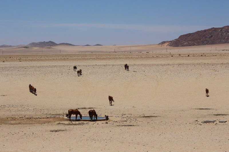 Desert horses