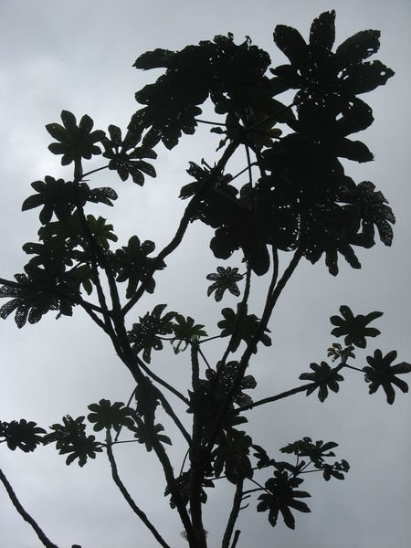 The Illusive Podocarpus Tree