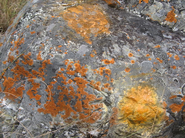 Trail Markers or Lichen? You Decide