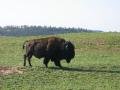 Bison in Custer State Part