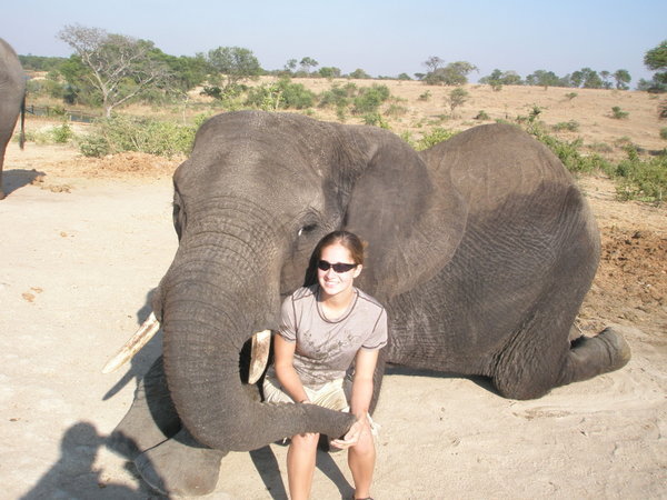Elephant Training Session