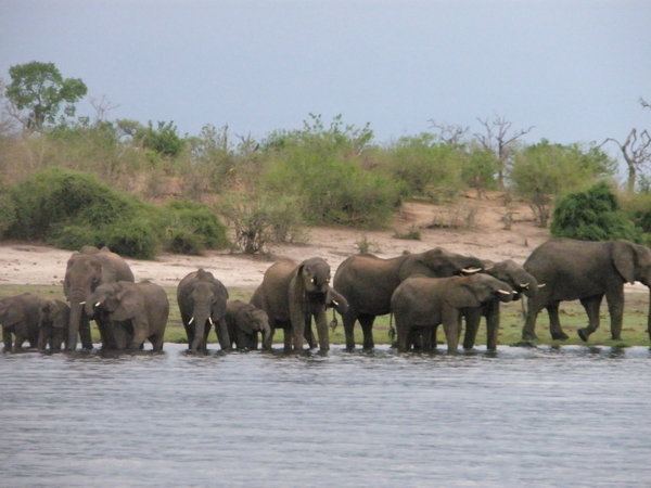 Plethora of Elephants