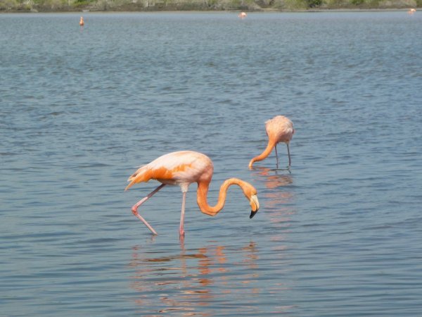 Flamingos!