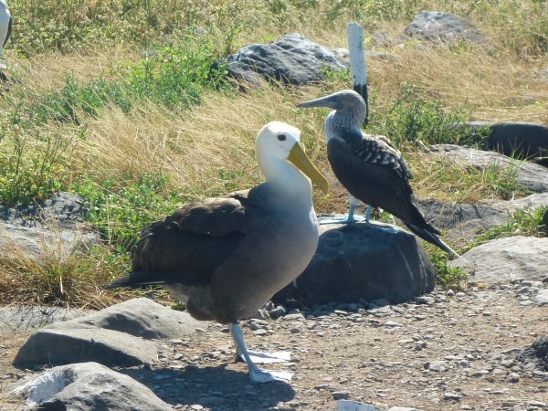 Albatross and booby