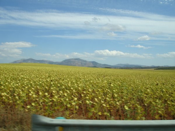 Sunflowers