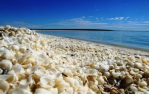 Shell beach- No sand just shells, 10m deep