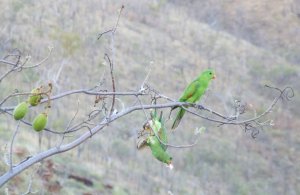 Red winged parrots at Lake Argyle