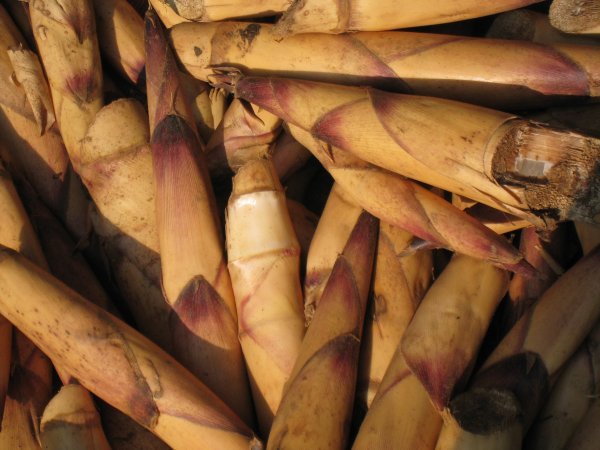 At the market:: Bamboo Shoots