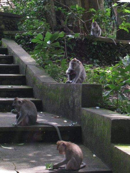 At Ubud's Monkey Forest