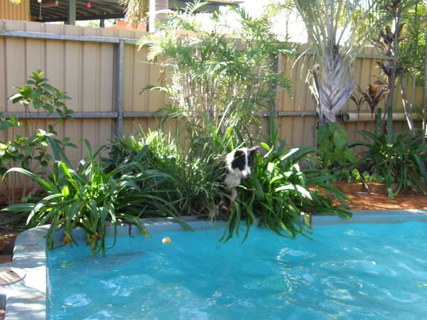 bailey after ball in pool area
