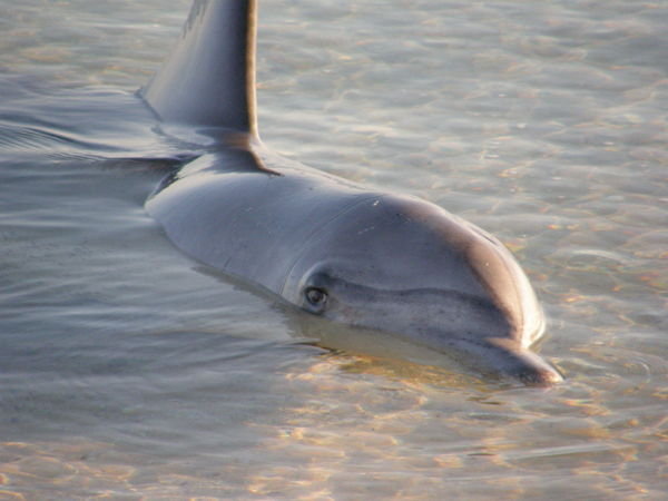 dolphin looking