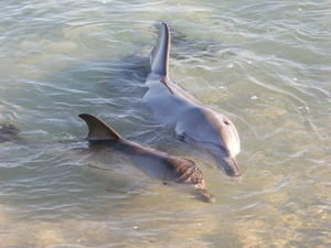 dolphin and calf at monkey mia