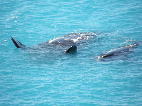 whale with calf feeding