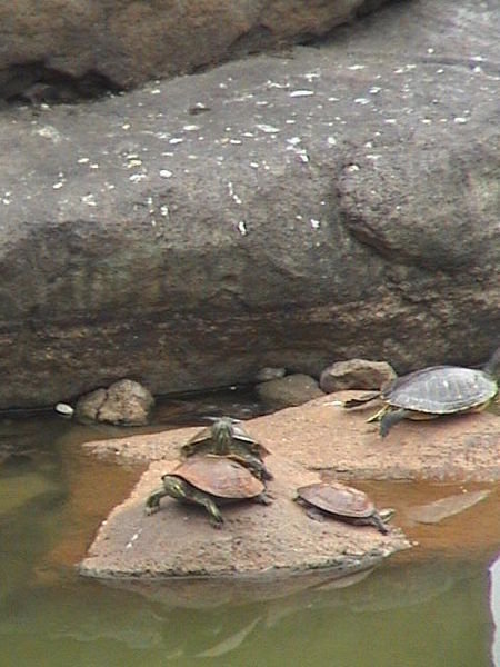 humping turtles in Nara