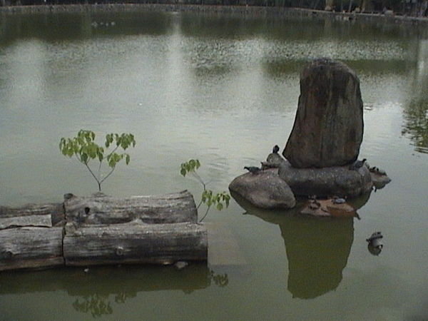 the pond at Kofukuji temple, Nara